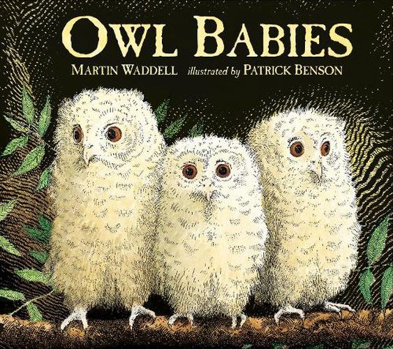 Cover image for Owl Babies